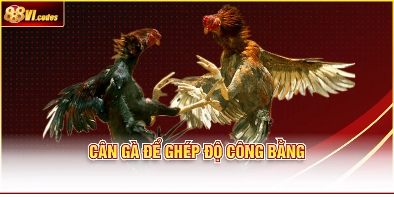 Cân gà để ghép độ công bằng