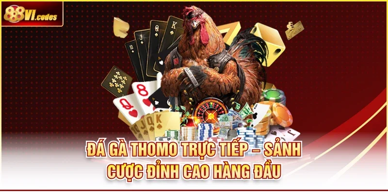 Đá Gà Thomo Trực Tiếp – Sảnh Cược Đỉnh Cao Hàng Đầu